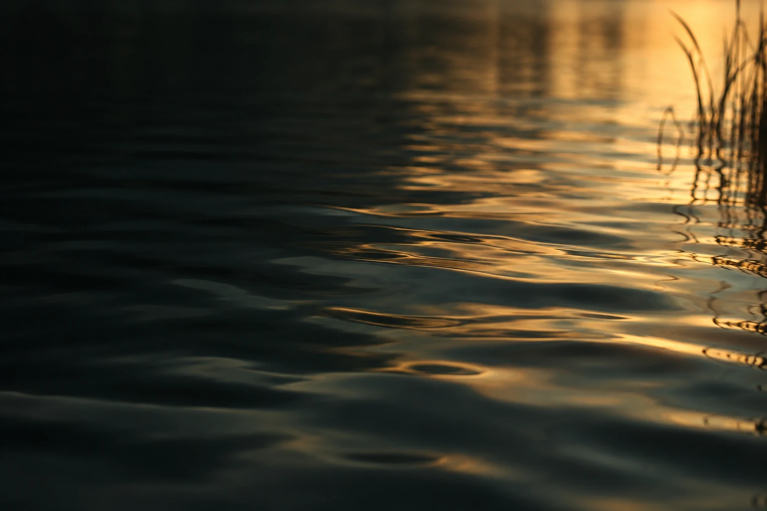 Warm sunlight reflected across gently rippling water